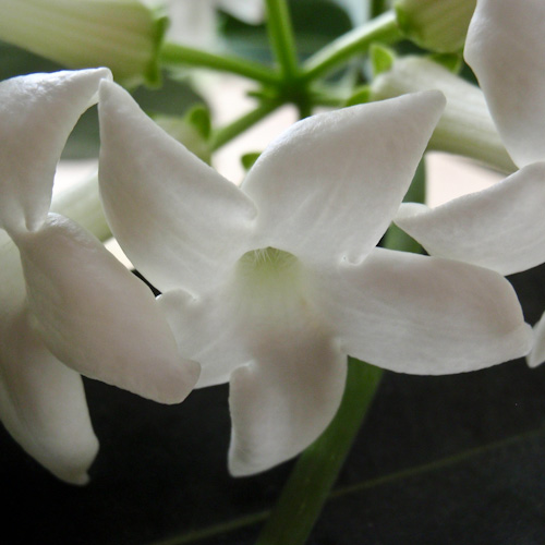 bloemenhoudenvanmensen.nl || stephanotis || project 365 || © Mieke de Weert