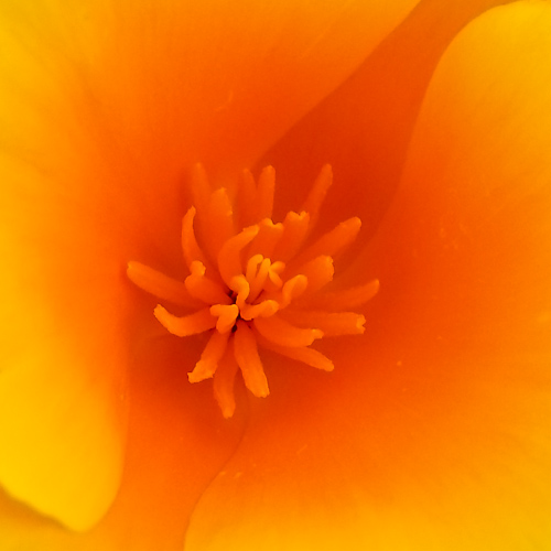 bloemenhoudenvanmensen.nl || - || project 365 || © Mieke de Weert