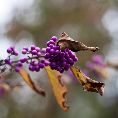 bloemenhoudenvanmensen.nl || callicarpa || project 365 || © Mieke de Weert