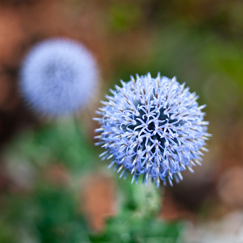 bloemenhoudenvanmensen.nl || kogeldistel || project 365 || © Mieke de Weert