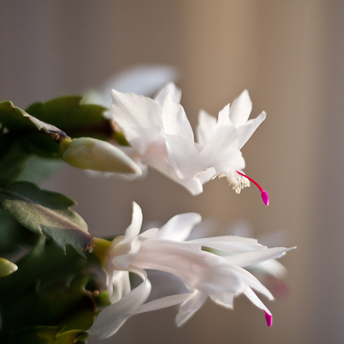 bloemenhoudenvanmensen.nl || lidcactus || project 365 || © Mieke de Weert
