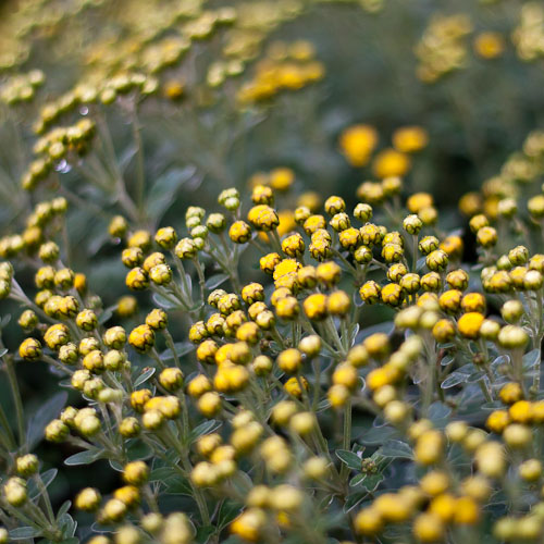 bloemenhoudenvanmensen.nl || - || project 365 || © Mieke de Weert
