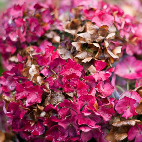 bloemenhoudenvanmensen.nl || Hortensia || project 365 || © Mieke de Weert